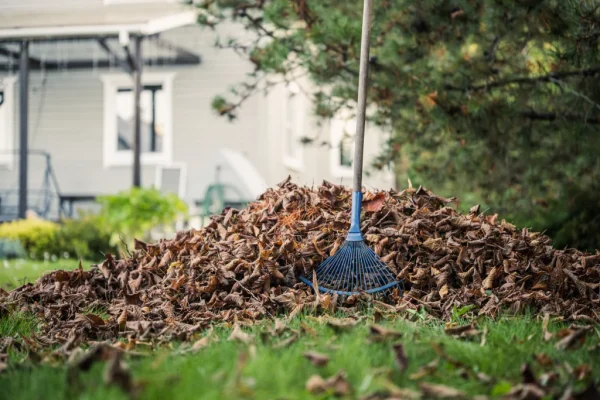 Autumn Leaf Clearance