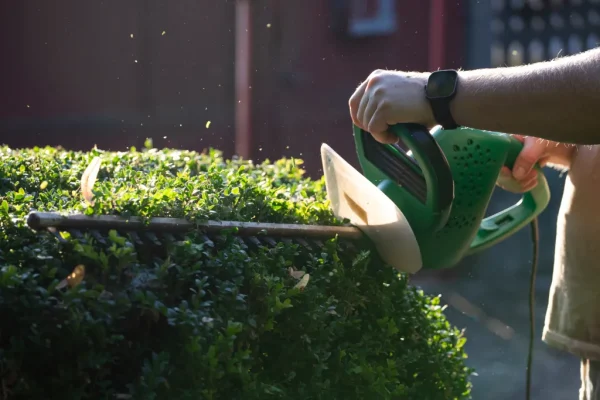 gardener-trimming-the-hedge-with-electric-trimmer