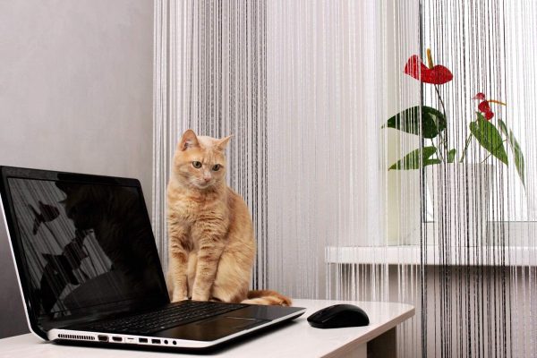 How to Remove Indoor Allergens cat sitting next to laptop